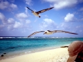 Laysan Albatross