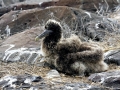 Laysan Albatross