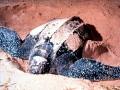 Leatherback Sea Turtle