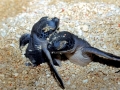 Leatherback Sea Turtle