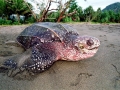 Leatherback Sea Turtle
