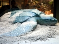 Leatherback Sea Turtle