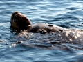 Leatherback Sea Turtle