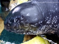 Leatherback Sea Turtle