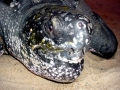 Leatherback Sea Turtle