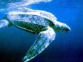 Leatherback Sea Turtle