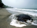 Leatherback Sea Turtle