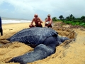 Leatherback Sea Turtle