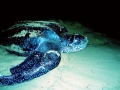 Leatherback Sea Turtle