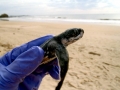 Leatherback Sea Turtle