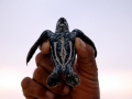 Leatherback Sea Turtle