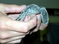 Leatherback Sea Turtle