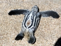 Leatherback Sea Turtle