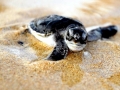 Leatherback Sea Turtle