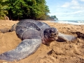 Leatherback Sea Turtle
