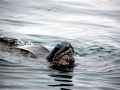 Leatherback Sea Turtle
