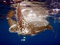 Leatherback Sea Turtle