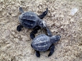 Leatherback Sea Turtle
