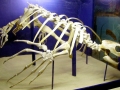 Leatherback Sea Turtle