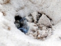Leatherback Sea Turtle