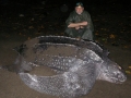 Leatherback Sea Turtle