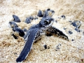 Leatherback Sea Turtle