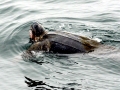 Leatherback Sea Turtle