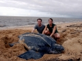 Leatherback Sea Turtle