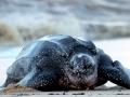 Leatherback Sea Turtle