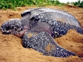 Leatherback Sea Turtle