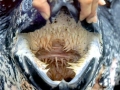 Leatherback Sea Turtle