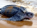 Leatherback Sea Turtle