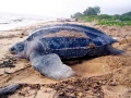 Leatherback Sea Turtle