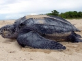 Leatherback Sea Turtle