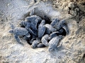 Leatherback Sea Turtle