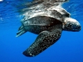 Leatherback Sea Turtle