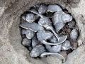 Leatherback Sea Turtle