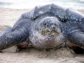 Leatherback Sea Turtle