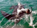 Leatherback Sea Turtle