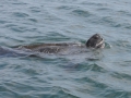 Leatherback Sea Turtle