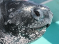 Leatherback Sea Turtle