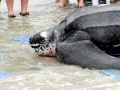 Leatherback Sea Turtle