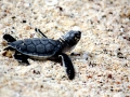 Leatherback Sea Turtle