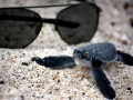 Leatherback Sea Turtle