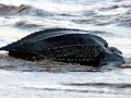 Leatherback Sea Turtle