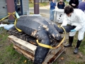 Leatherback Sea Turtle