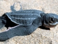 Leatherback Sea Turtle
