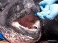 Leatherback Sea Turtle