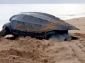 Leatherback Sea Turtle