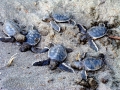 Leatherback Sea Turtle